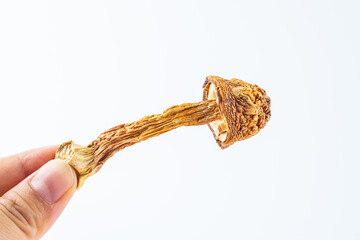 Wild matsutake dried on white background