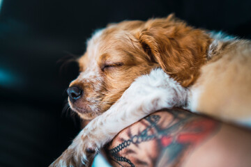 Cachorro de perro breton sobre un brazo tatuado