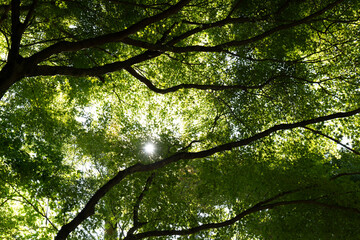 The Mysterious Landscape of Japan's Forests