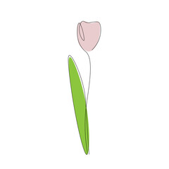 Pink tulip flower line drawing. Vector illustration