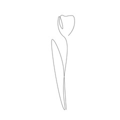 Tulip flower line drawing. Vector illustration