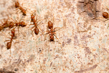 Many red ants were fighting fierce to protect the territory