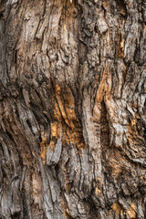 Bark texture of a Pagoda tree