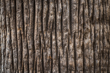 Obraz premium Bark texture of a California fan palm