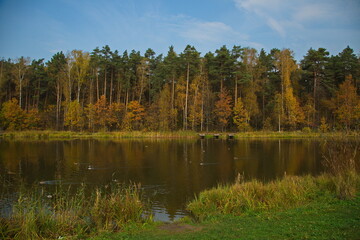 Fototapeta na wymiar Sunny autumn day on the pond in the city park.