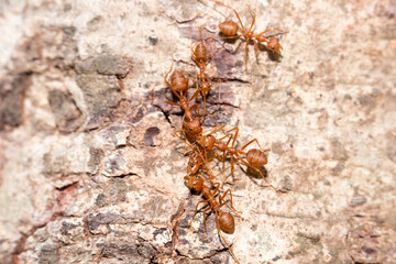 Many red ants were fighting fierce to protect the territory