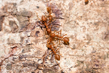 Many red ants were fighting fierce to protect the territory