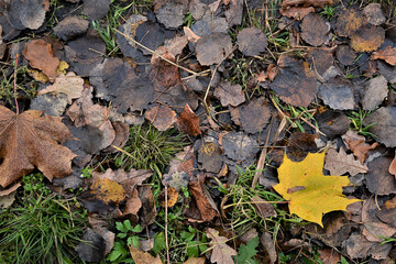 Bright yellow maple leaf on the ground on green grass. Autumn background