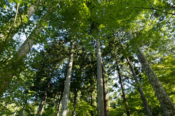 The Mysterious Landscape of Japan's Forests