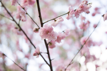 Fototapeta premium Pink cherry blossom plant tree