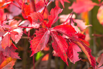 Colorful autumn leaves blurred background.Outdoor. Natural background image of fallen autumn leaves perfect for seasonal use. Space for text. Fresh fall concept.
