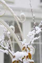雪が降り積もった庭のアーチ