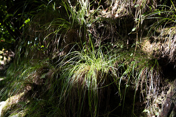 Long green weeds growing on earthen walls