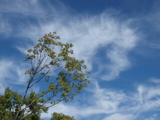 Fall color showing on a tree that leans from the prevailing winds. The cirrus clouds adds to the look of fall cold fronts coming in with the sinking of the northern jet stream. Plenty of copy space.