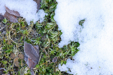 雪が残る庭のマンネングサ