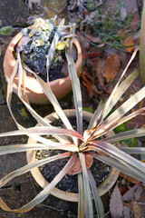 枯れたニューサイラン