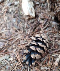 SMALL PINE CONE ON WOODEN GROUND