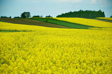 Żółte pola 