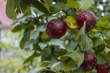 Organic ugly apples growing on a tree The concept of protecting an apple garden from pests Crop of apples ruined by diseases of fruit trees Apple is affected by fungus and mold Bad harvest