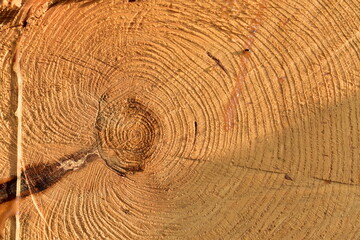 Naklejka premium Wooden structure. Cross sectional cut end of log showing the pattern and texture created by the growth rings. Section through trunk of the wood. Annual ring on a sawn through tree.