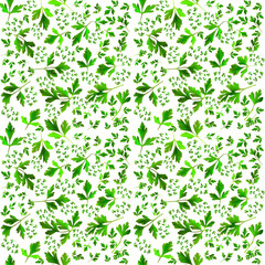 green parsley leaves on white background