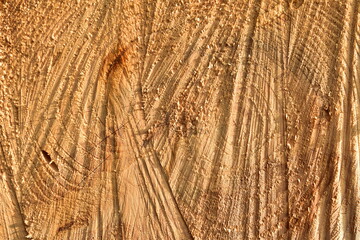 Wooden structure. Cross sectional cut end of log showing the pattern and texture created by the growth rings. Section through trunk of the wood. Annual ring on a sawn through tree.