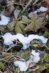 雪が残る庭のクリスマスローズ