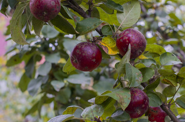 Organic ugly apples growing on a tree The concept of protecting an apple garden from pests Crop of apples ruined by diseases of fruit trees Apple is affected by fungus and mold Bad harvest