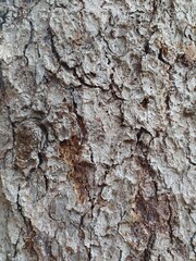 Touch with eyes: detail of tree bark