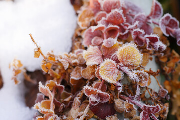 雪が残る庭のハツユキカズラ