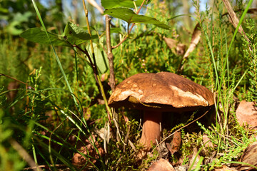 White mushroom in the forest against the background of green vegetation. Awesome boletus grows in wildlife. Porcini bolete mushrooms. Season for picked gourmet mushrooming