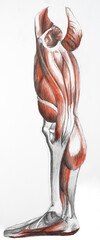 leg's muscles painting with pencils. Art of human muscles. Red and black painting. Medical illustration
