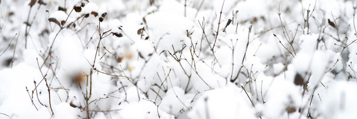 snow covered plant bushes in a snowy winter forest or Park