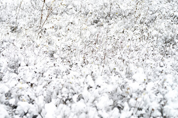 snow covered plant bushes in a snowy winter forest or Park