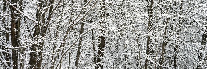 snow covered trees in the snowy winter forest