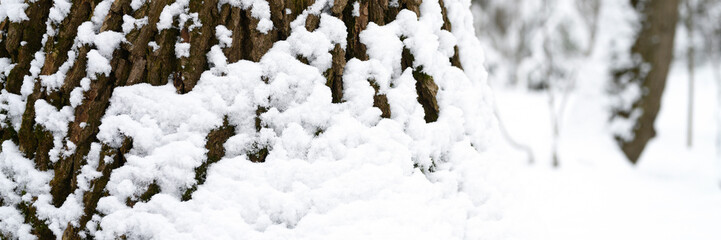 snow covered tree bark in the snowy winter forest