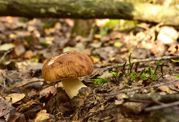 White mushroom in the forest against the background of green vegetation. Awesome boletus grows in wildlife. Porcini bolete mushrooms. Soft focus, possible granularity