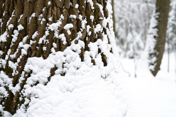 snow covered tree bark in the snowy winter forest