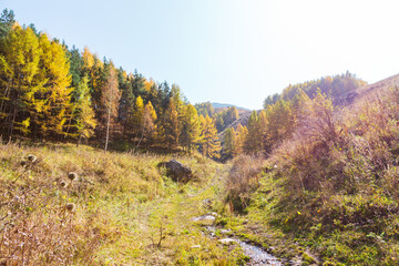 Fototapeta premium Autumn mountain landscape. Beautiful birch and spruce trees. Mountain river. Kyrgyzstan.