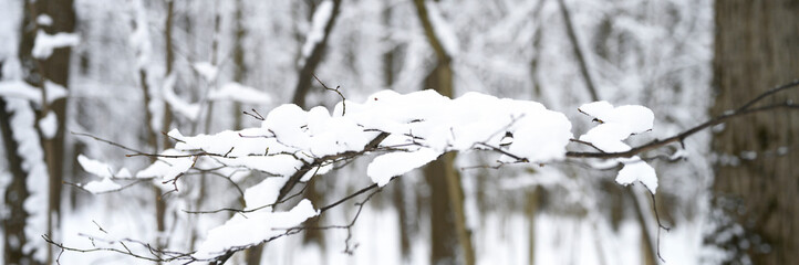 snow is lying on a tree branch in the winter snowy forest