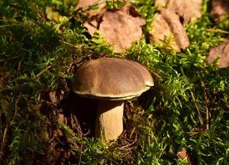 White mushroom in the forest against the background of green vegetation. Awesome boletus grows in wildlife. Porcini bolete mushrooms. Season for picked gourmet mushrooming.