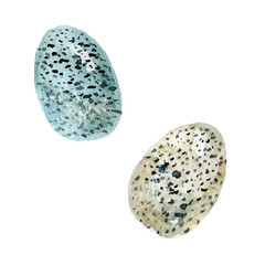 Two drawn watercolor bird eggs