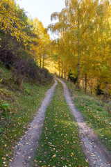 Autumn landscape. Beautiful birch trees. Walk in the birch forest. Natural background. Place to insert text.