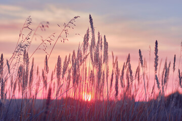 Sunrise in field. beautiful panorama rural landscape with fog, sunrise and blossoming meadow. wild flowers blooming on Sunrise. Samara, Russia.