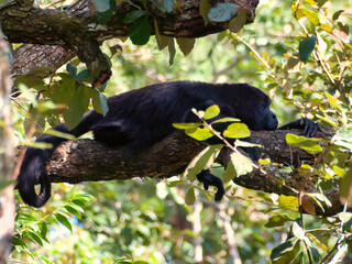 A Mantled Howler Monkey rests on a branch in a central american jungle its tail curled around the...