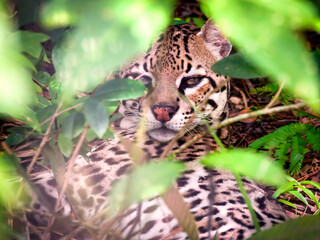 The head and upper body of an ocelot rests in the undergrowth of a central american jungle its head turned towards and its eyes looking into the camera