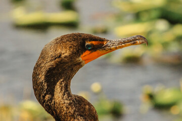 Detail of cormorants head. Side face portrait of Great Cormorant with beautiful emerald green eyes. Everglades bird. Animals and wildlife of Florida. Close-up bird.