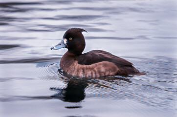 A female Tufted Duck paddles through water side on and one eye looking towards the camera her blue beak contrasting with her dark brown feathers and her eponymous head tuft visible