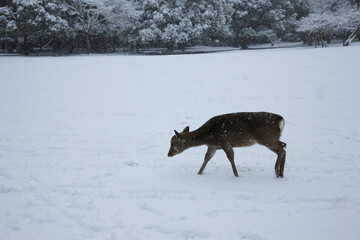 雪の奈良公園