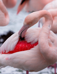 Against a snowy out of focus background a Greater Flamingo preens it's feathers with its large curved black and pink bill, revealing its shocking pink underwing feathers one baleful yellow eye